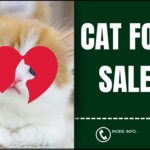 Cat For Sale Sign